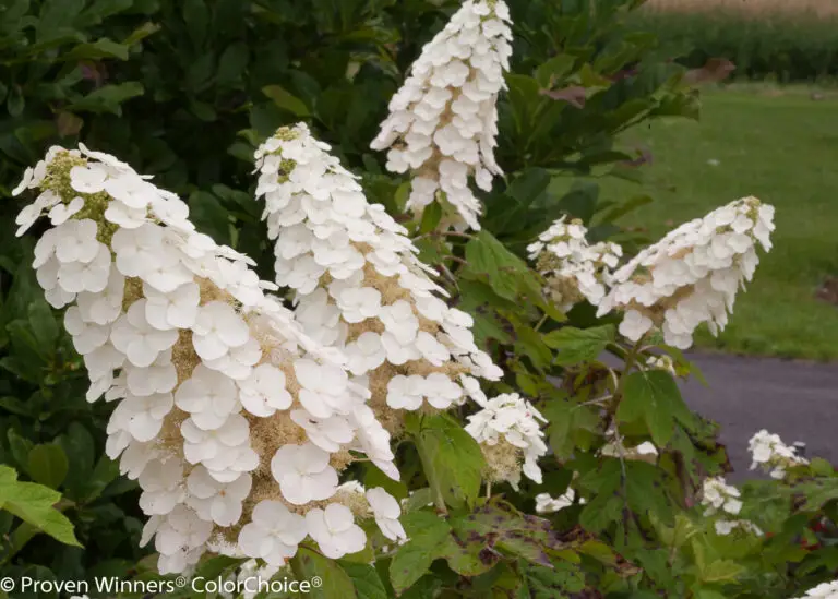 Gatsby Gal Oakleaf Hydrangea