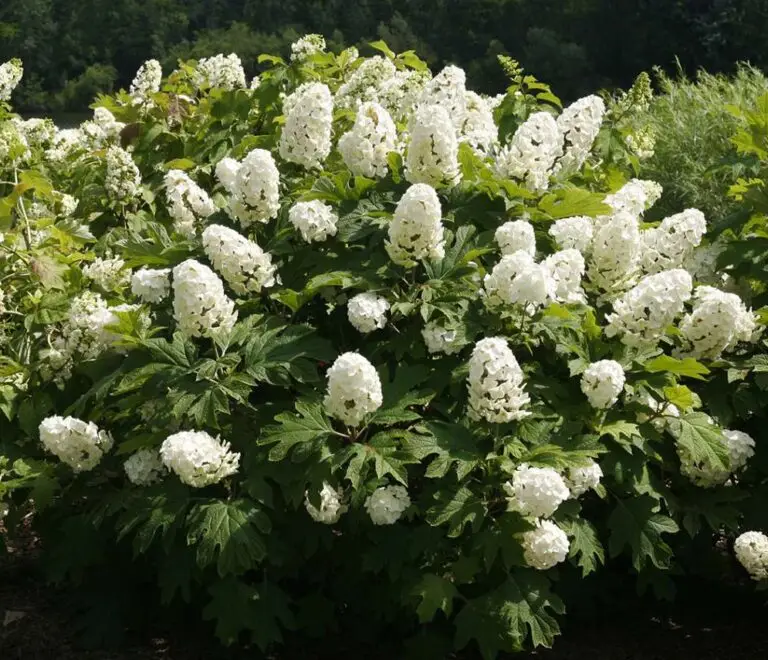 Gatsby Gal Oakleaf Hydrangea