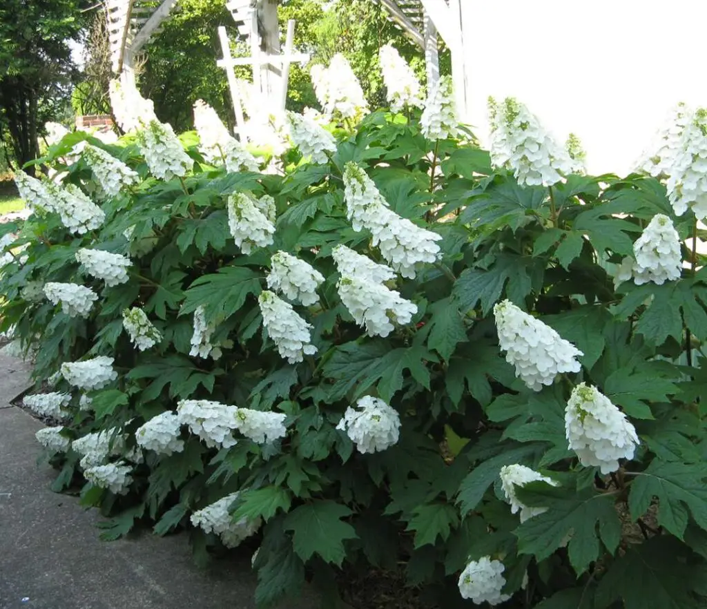 Gatsby Gal Oakleaf Hydrangea