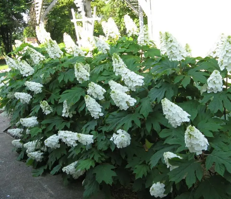 Gatsby Gal Oakleaf Hydrangea