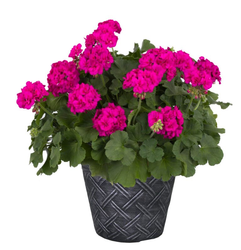 Geranium Calliope Violet