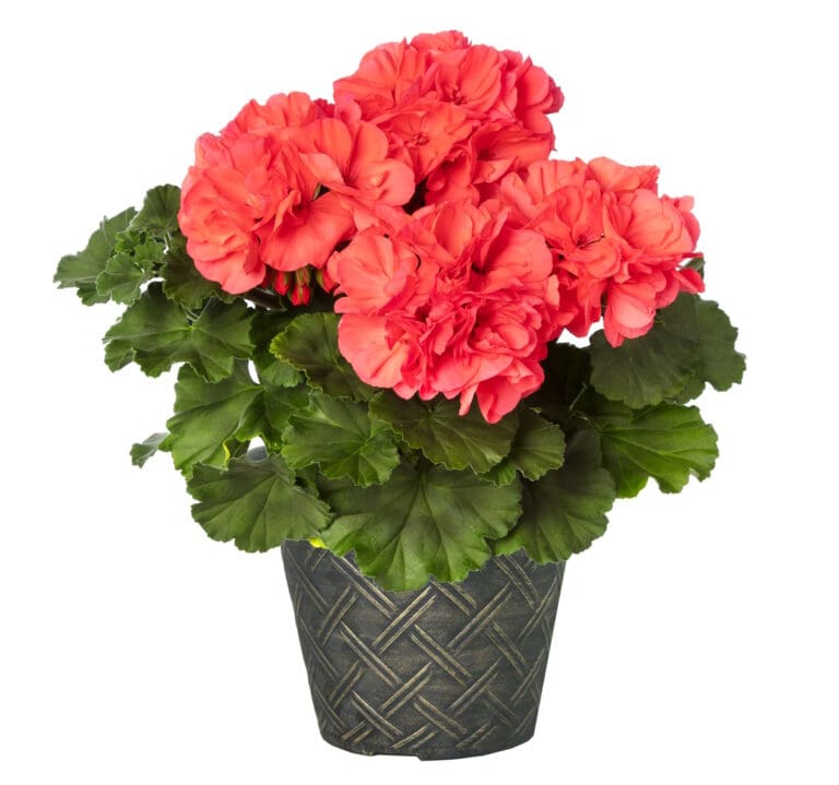 Geranium Mojo Salmon