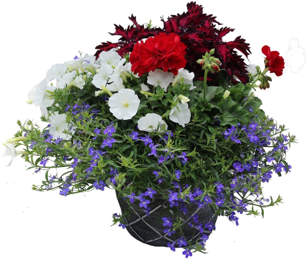 Geranium mixed flower Planter