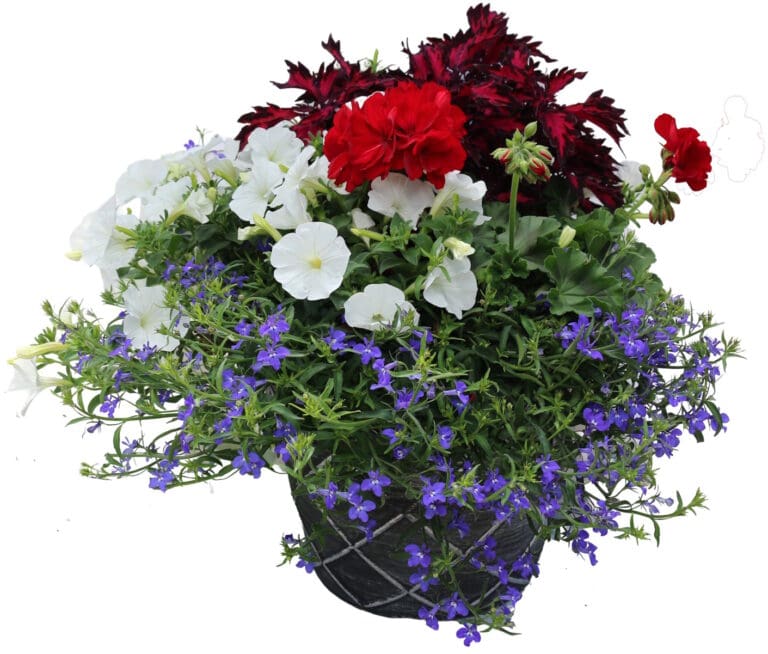 Geranium Patriot Mix
