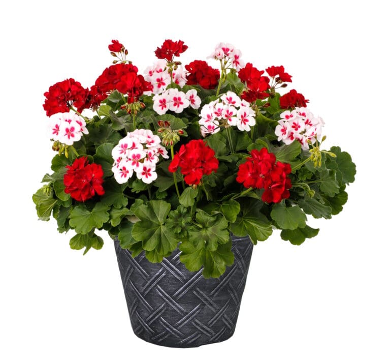 Geranium Red & White Splash