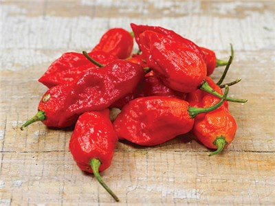 Ghost Hot Pepper Plants for sale