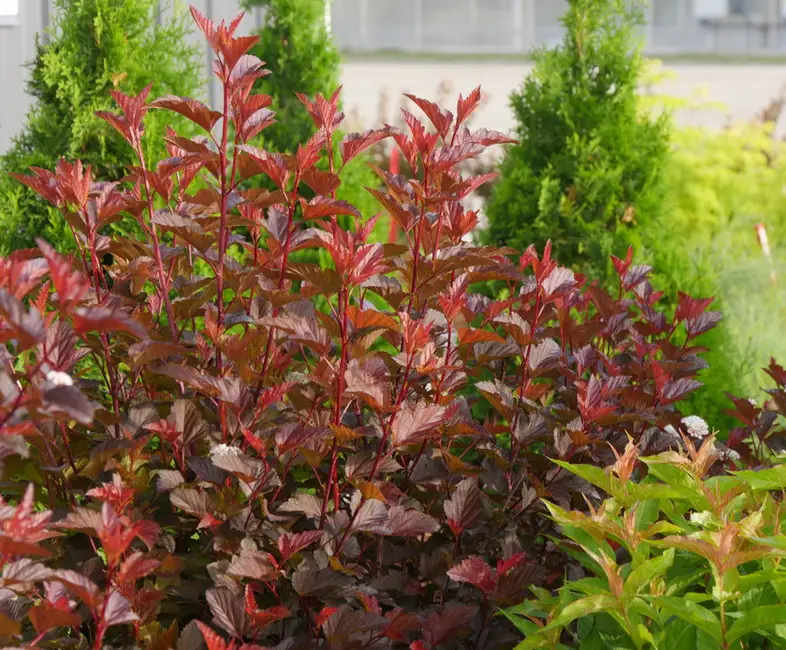 burgundy-red foliage of ginger wine ninebark plant