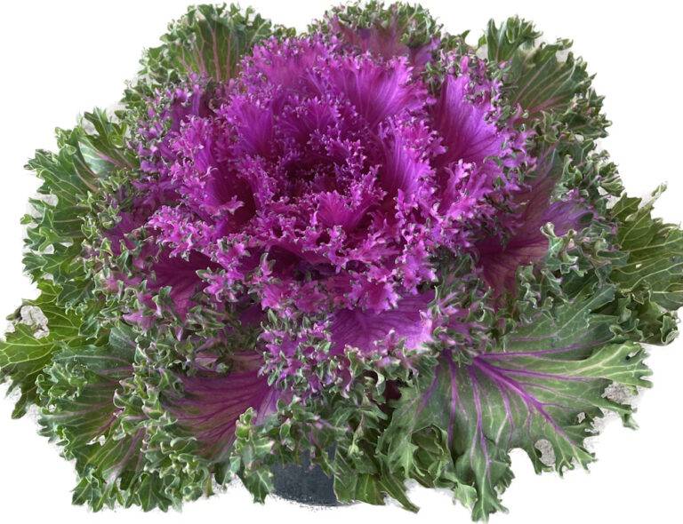 Glamour Red Kale
