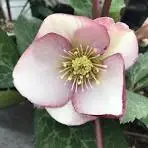 Hellebores Glenda's Gloss