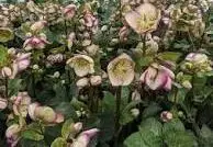 Hellebores Glenda's Gloss