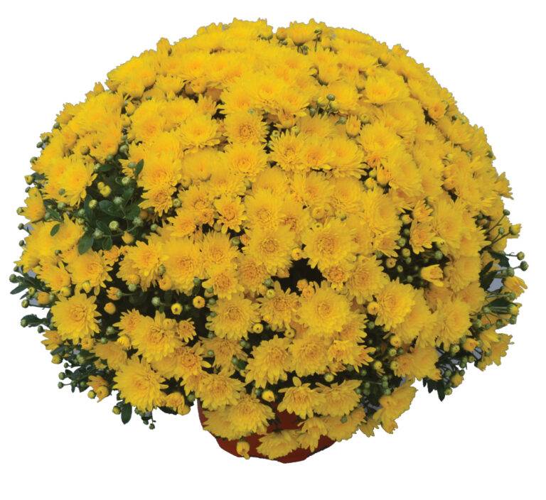 Gold Cup Yellow