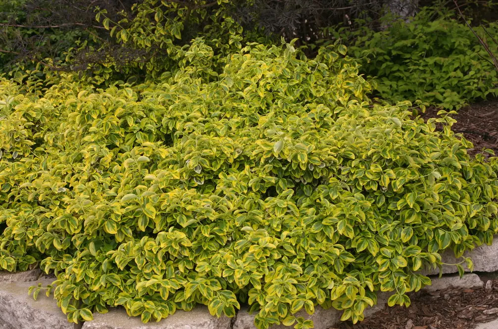 Golden foliage of golden splash euonymus plant