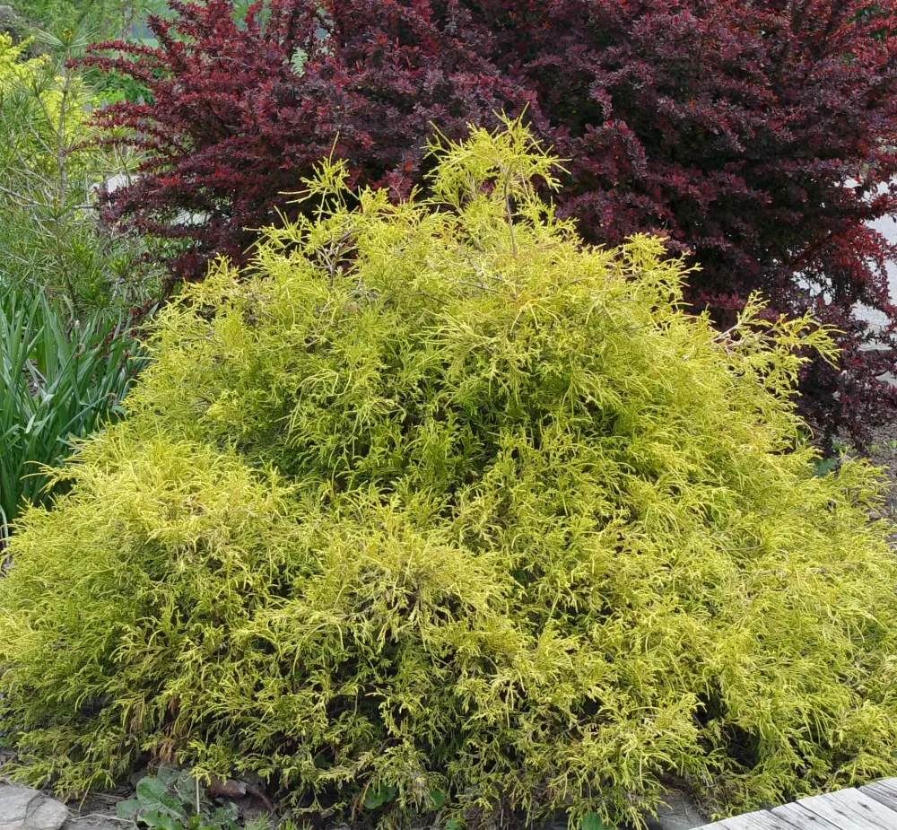 golden Foliage of gold mop thread cypress plant
