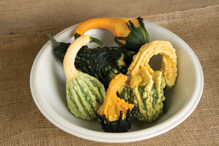 Gourds 3
