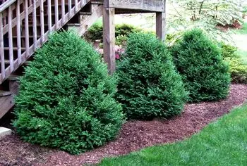 Green Foliage of Green Mountain Boxwood plant