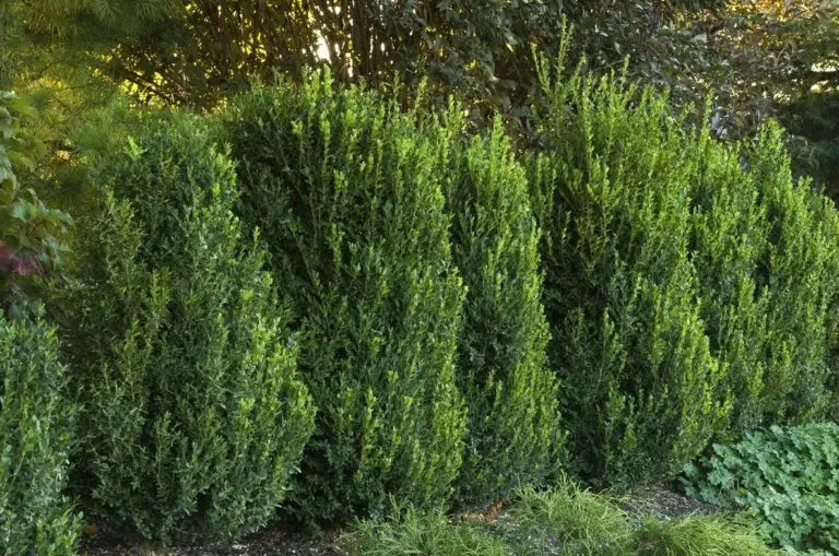Green Mountain