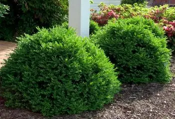 Green Foliage of Green Velvet Boxwood plant