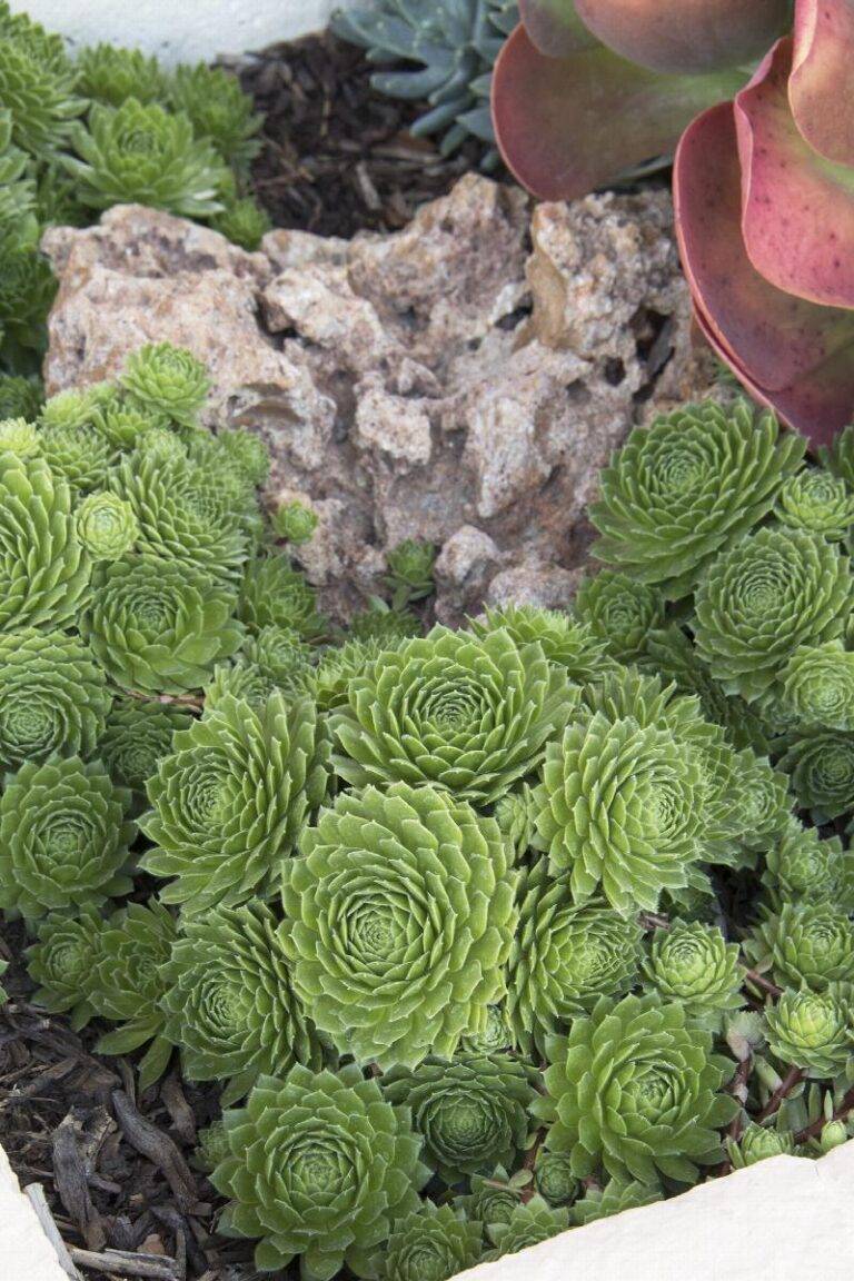 Green Wheel Hen & Chicks