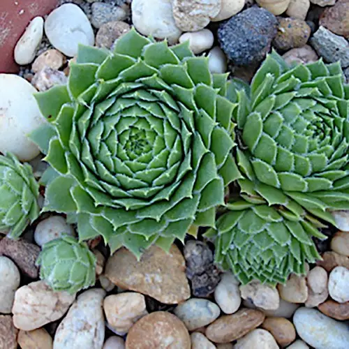 Green Wheel Hen & Chicks