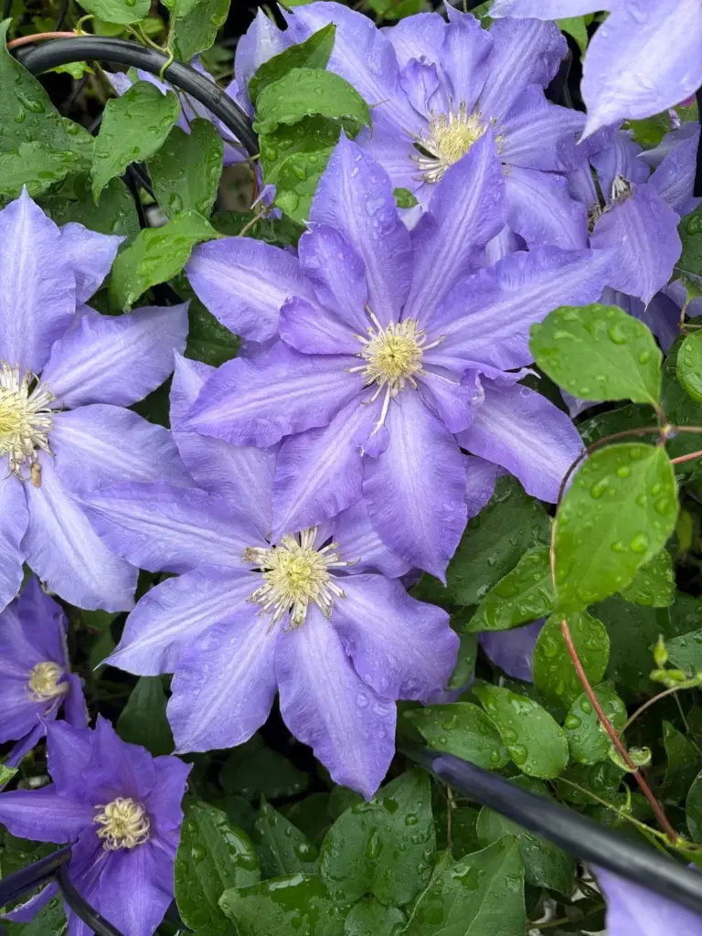 Clematis H F Young