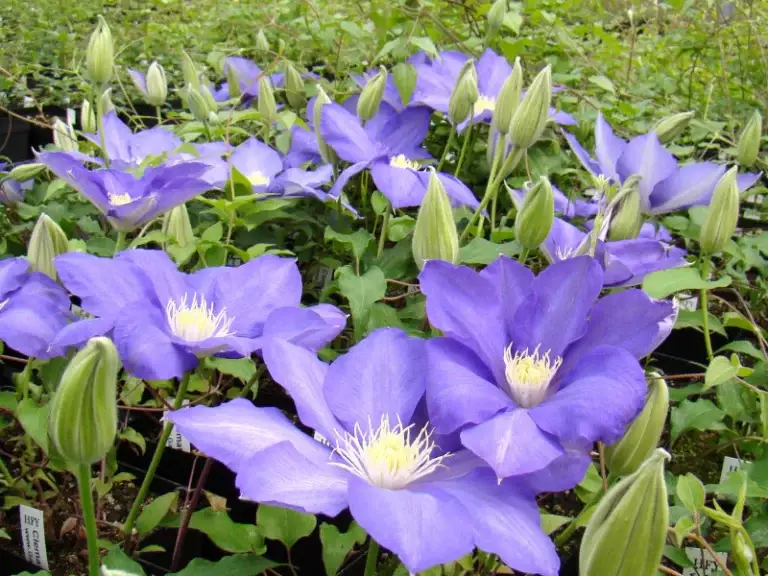 Clematis H F Young