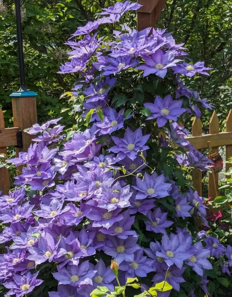 Clematis H F Young