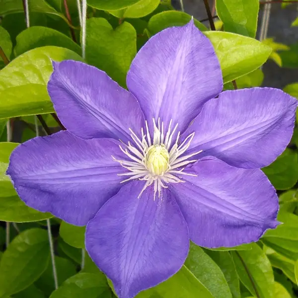 Clematis H F Young