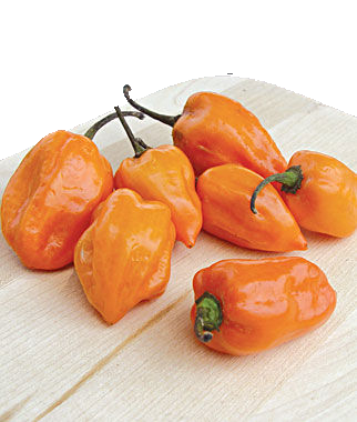 Habanero