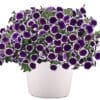Petunia Headliner Dark Violet Picotee