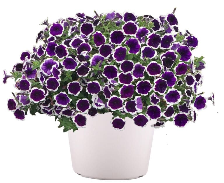 Headliner Dark Violet Picotee