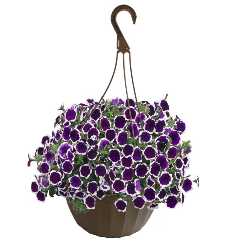 Headliner Dark Violet Picotee