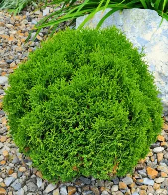 Globe shaped Hetz Midget Arborvitae plant