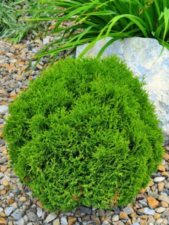 Globe shaped Hetz Midget Arborvitae plant