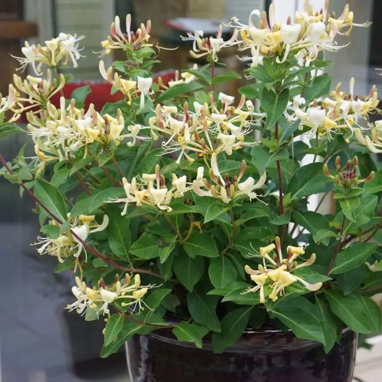 Honey Baby Honeysuckle Vine
