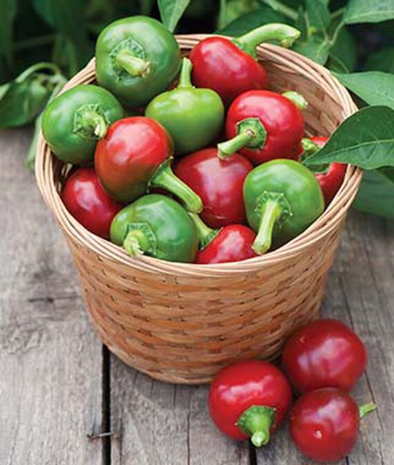 Hot Red Cherry