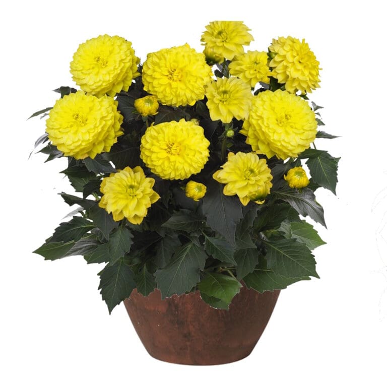 Dalaya Yellow