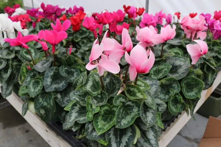 6" Cyclamens