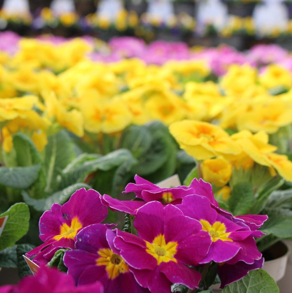 Overview of primrose flowers for sale