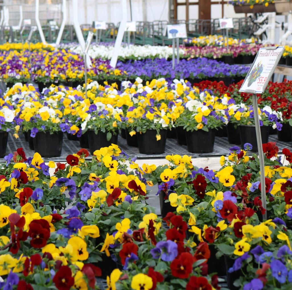 Overview of pansy flowers for sale