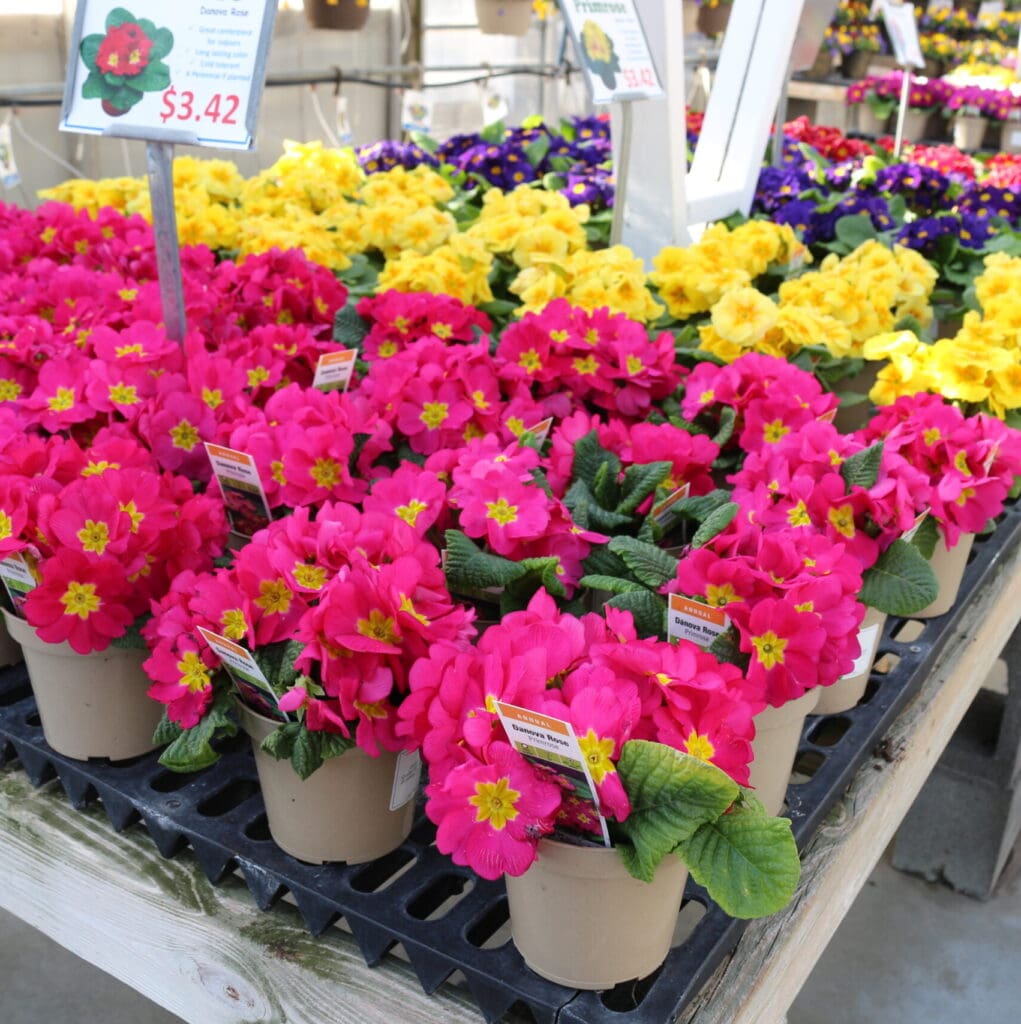 Overview of primrose flowers for sale