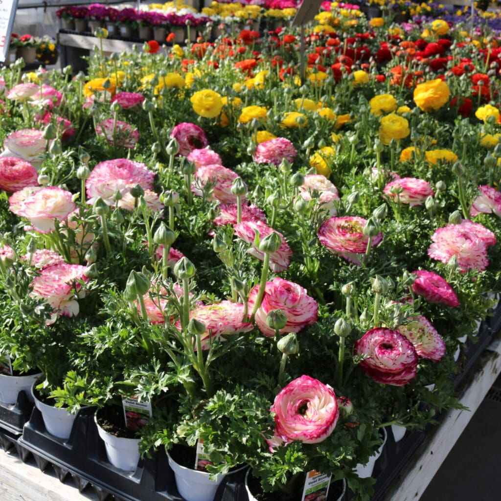 Overview of Ranunculus flowers for sale