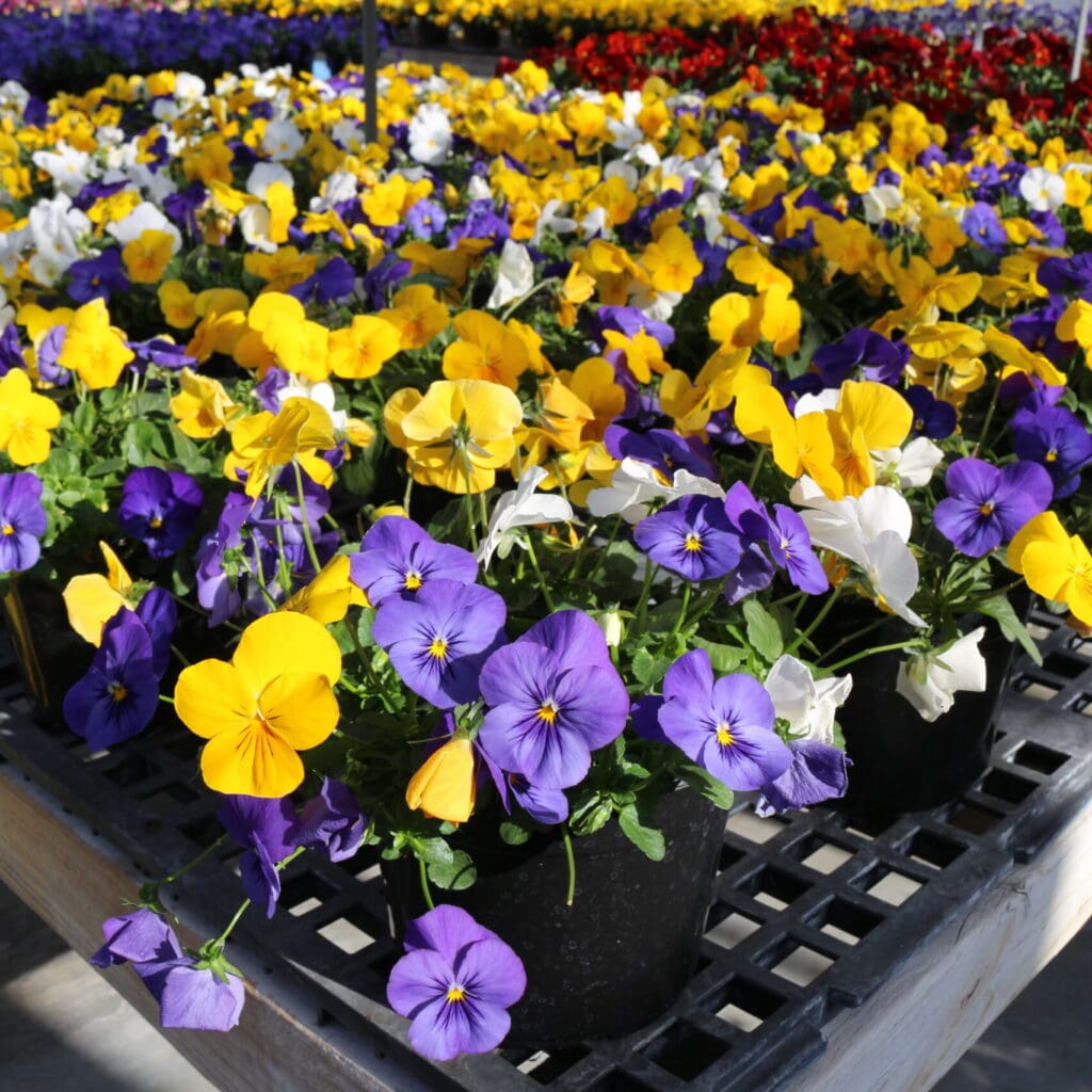 Overview of Pansy flowers for sale