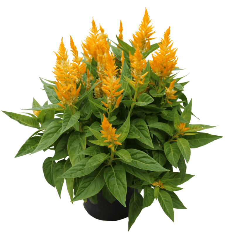 Flamma Golden