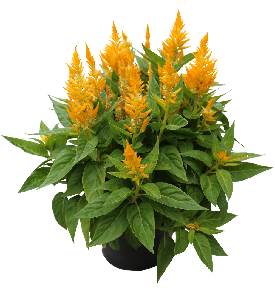 flamma Golden Celosia