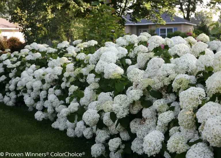 Incrediball Hydrangea
