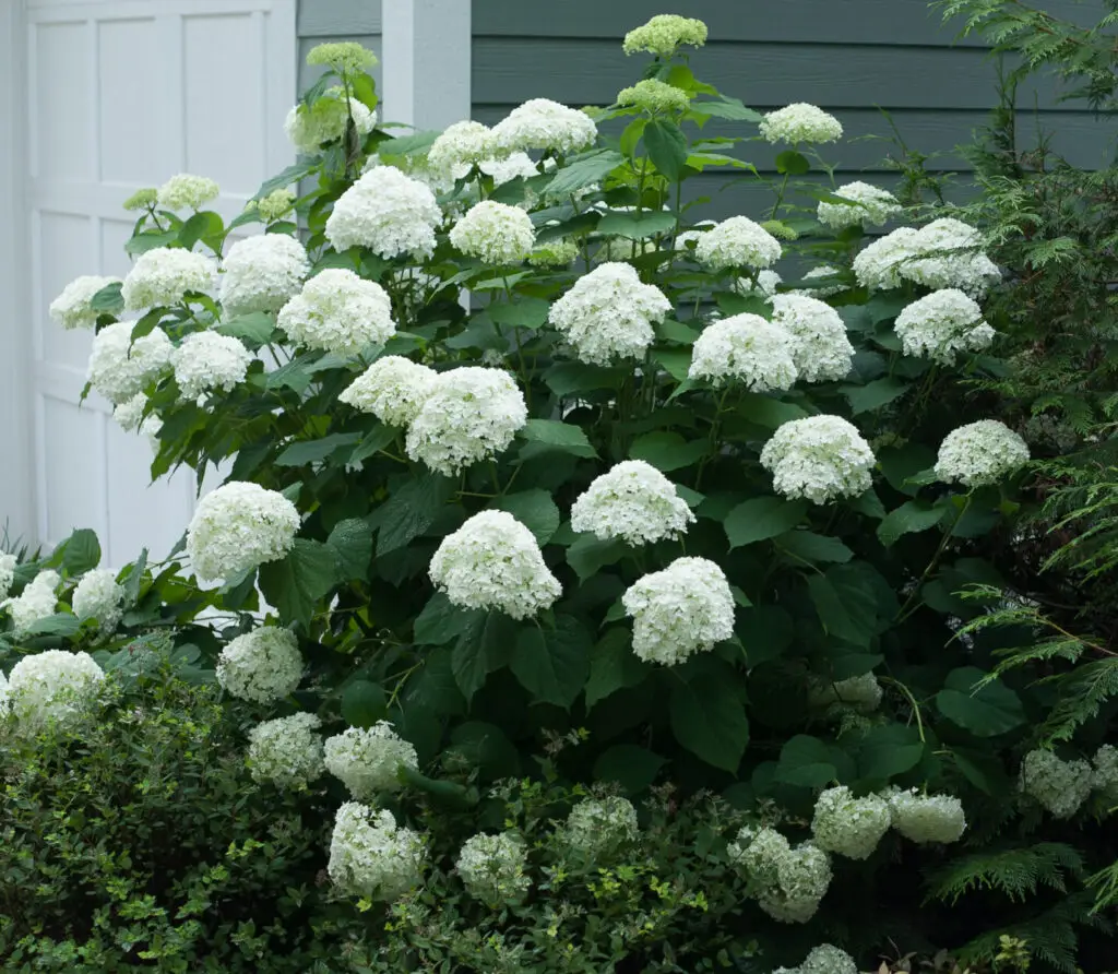 white flowers of Incrediball Hydrangea