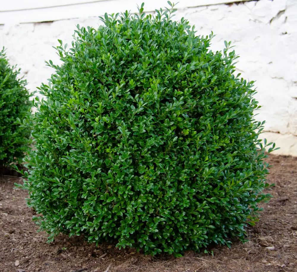 Green Foliage of NewGen Independence Boxwood plant