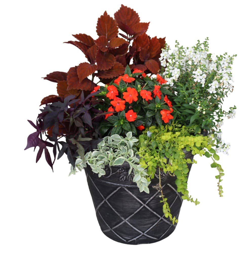 Coleus & Petunia Inferno mix flower Planter