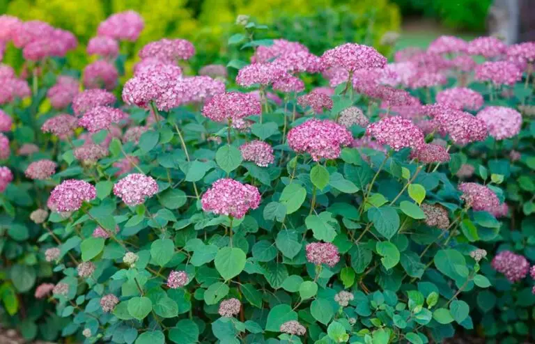 Mini Mauvette Hydrangea