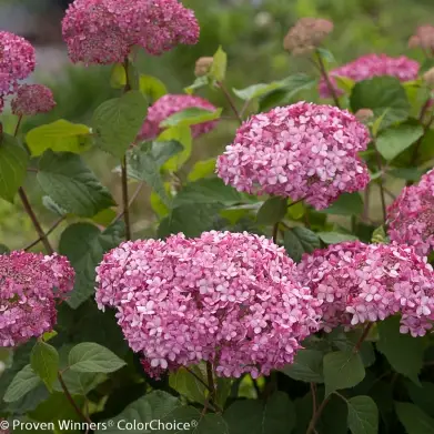 Mini Mauvette Hydrangea